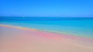 The bluest water and pinkest pink sand beach that I've ever seen in my life! BARBUDA 32nd 🦵