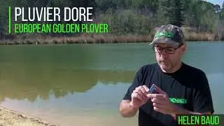 APPEAUX PLUVIER DORE