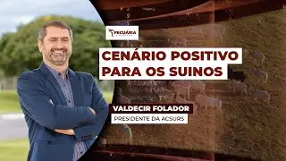 Suinocultura no RS inicia o ano com ritmo mais lento e leve press&atilde;o nos pre&ccedil;os, mas cen&aacute;rio &eacute;...