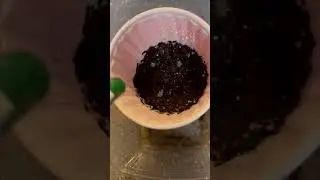2022 Frozen Garden Raspberries & Test Carrot House Seeds Started with Super Patient 1/2 yr Collie!💖
