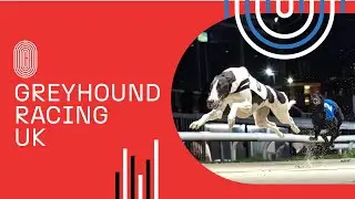 Greyhound Racing UK: Setting New Standard for the Sport and Greyhound Welfare