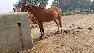 A person who loves horses; derived from the Greek words hippo (horse) and philia (love).