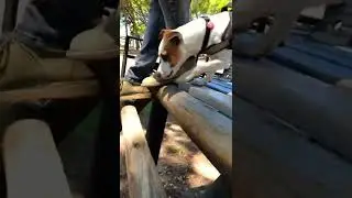 Dog Tips: Dog training Cape Town southern suburbs