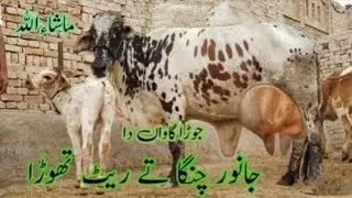 27 December 2025چولستانی ساھیوال کراس گاے سیل آن پاکستان یوٹیوب 