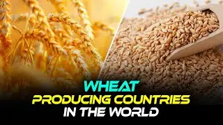 the most 5 wheat producers in the world - top 5  producers of wheat