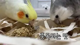 포레깅과 간식 조공으로 앵무새들 만족시키기🤭💖