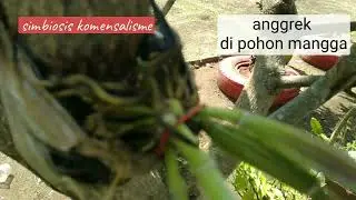SIMBIOSIS MUTUALISME, KOMENSALISME, PARASITISME