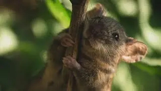 Bank vole (wood and field mouse) on a branch