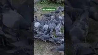 Sutuven Şelalesi Edremit