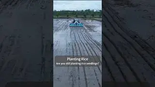 Rice Seed Sowing Machine #farming #agriculture #farmequipment #agriculturalmachinery #seeder