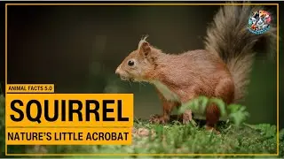 20 Fascinating Squirrel Facts You Never Knew! | Nature&rsquo;s Little Acrobats