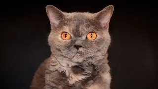 The 10 Pros and Cons of Owning a Selkirk Rex Cat 🐾🏡