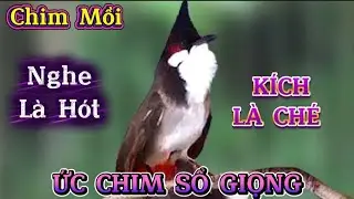 Chào mào Hót Ché ,giọng kích kích bổi sổ giọng Luyện Giọng cho bổi Nghe Là Hót Giọng Rừng0