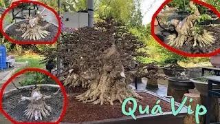 Quá VIP Với Những Tác Phẩm Bonsai Chiếu Thủy….!