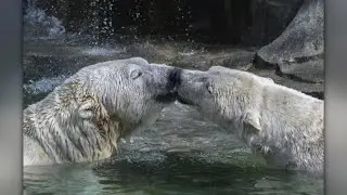 Science reveals the ancient origins of kissing