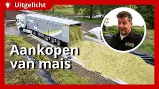 Uitgelicht | Waar let je op bij het aankopen van snijmais