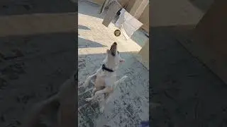 Dog play #yoyo #tamil