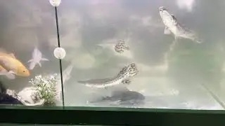 Aligator gar behaviour predator fish monster tank 