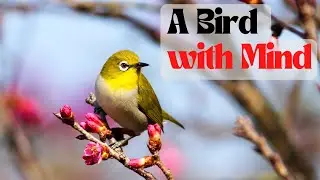 A Bird Having Mind | | Which Kind Of Bird Is this?| | Watch till end🙏#shorts #shorts