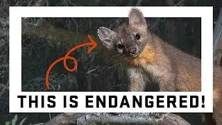 Research reveals insights into the rare coastal marten, an adorable carnivore