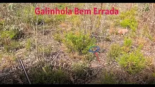 Como Errar Uma Galinhola 2025 2026