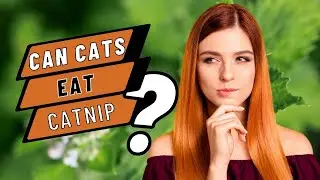 Can Cats Eat Catnip? The Truth Revealed!
