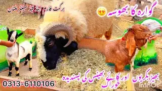 New Stock Arrived at Barkat Farm | Dry Feed & Herbal products | Latest updates