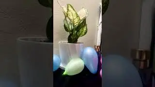 Home decor || small balloon with indoor plant