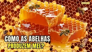 COMO AS ABELHAS PRODUZEM MEL?