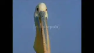 Swissinfo Pelican