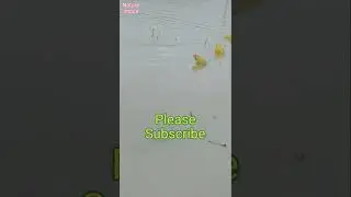 Frog call | Frog Sound | Male Frog calling | Frog call for Mating