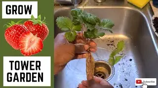 Grow Juicy Strawberries Effortlessly in Your Aeroponic Tower Garden! 🍓🚀