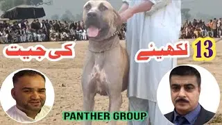 Bully dog 13 lakhya shola ki jeet | champion big bully dog | famous bully breed | sial daily vlog