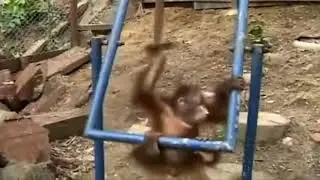 обезьянка ударилась
