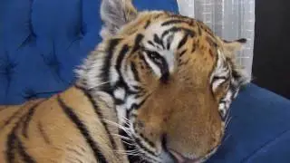 Enzo the tiger sleeping.