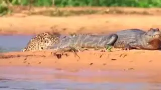 Amazing Leopard Hunt The Sleeping Crocodile And The Unexpected, King Swamp Fail Jaguar vs Caiman