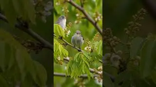 Naturally Stunning #birdsong
