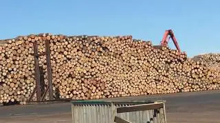 Supply chain management:  Enormous wood stockpile