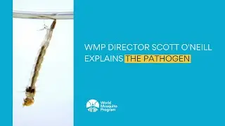 #WorldMosquitoDay - WMP Director Scott O'Neill explains the pathogen