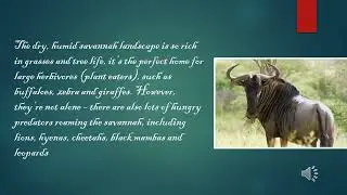 Savannah Habitat By Aindree Bhatt
