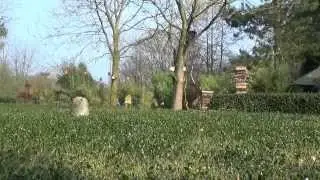 Tuinvogels bereiden zich voor op de lente