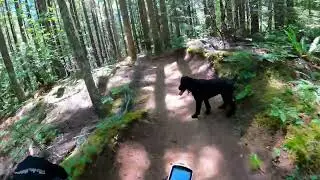 Biking Alsea Falls: Follow the trail, not the dog