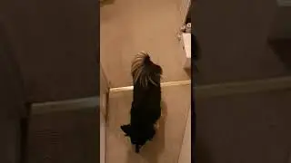 Появляется животное