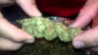 Outdoor Green Crack from Collective of CA