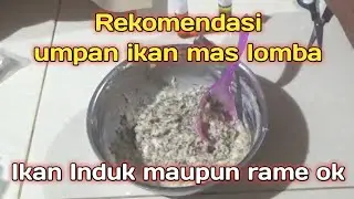 Rekomendasi umpan ikan mas lomba || ikan induk maupun rame ok