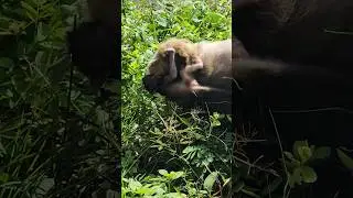 scary  clinging mommy  head  baby monkey 🐒 Braxton #shorts #shortvideo #shortsfeed #monkey