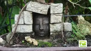 Ancient Angkor Wat Root Over Temple Cambodia Ruins - Bonsai Art