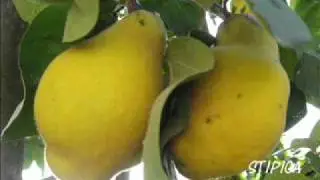 Procvale su dunje na granama - Stipica Mazar.wmv