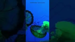 Sea Instinct | Underground Ocean | #shorts