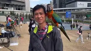 東九龍鸚鵡之友 14.1.2024 ParrotParty@將軍澳鸚鵡公園及觀塘海濱（金剛戰）
